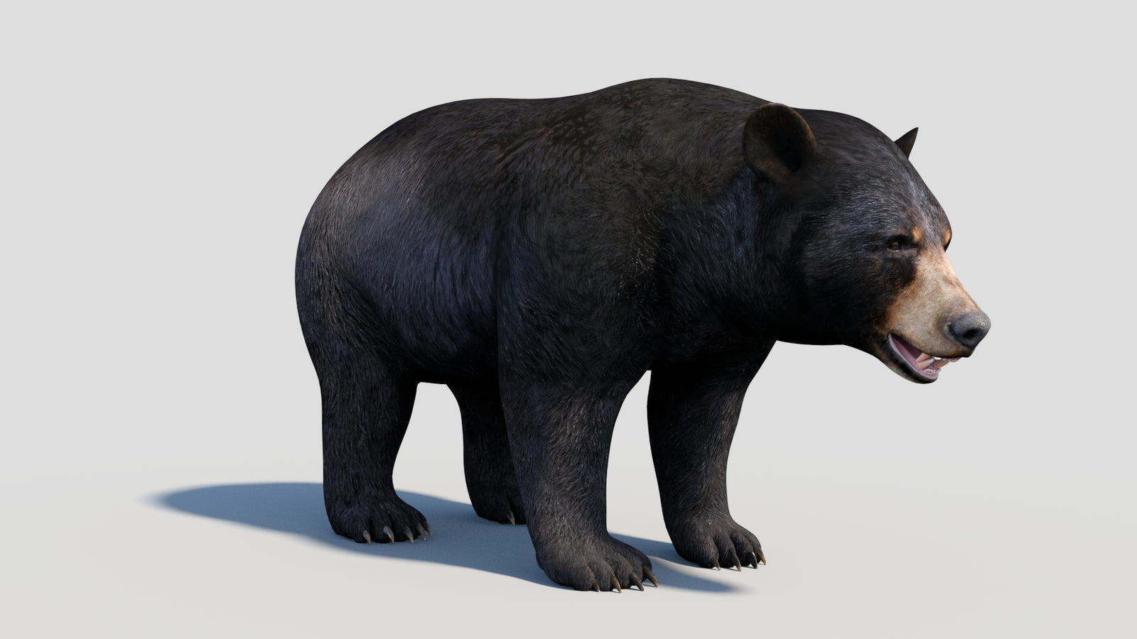 Animated Black Bear 3D Model 360° view 1 frame 13