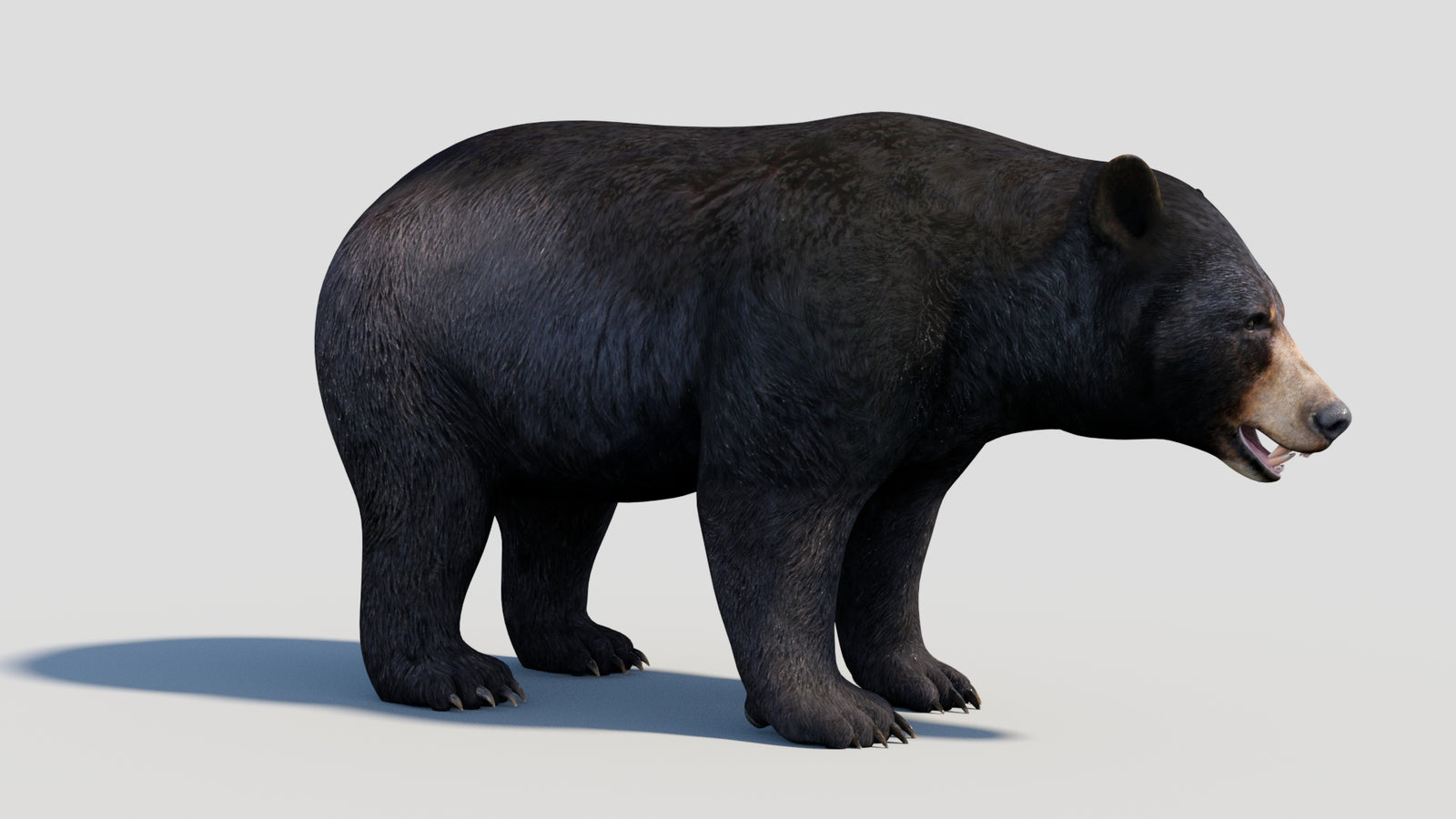Animated Black Bear 3D Model 360° view 1 frame 15