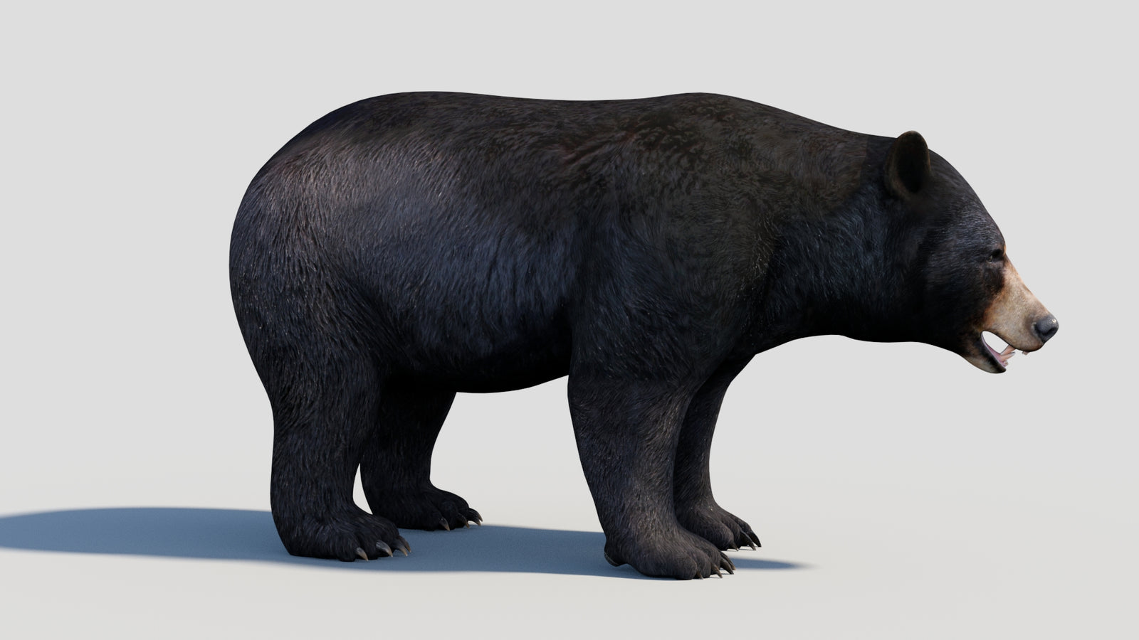 Animated Black Bear 3D Model 360° view 1 frame 16