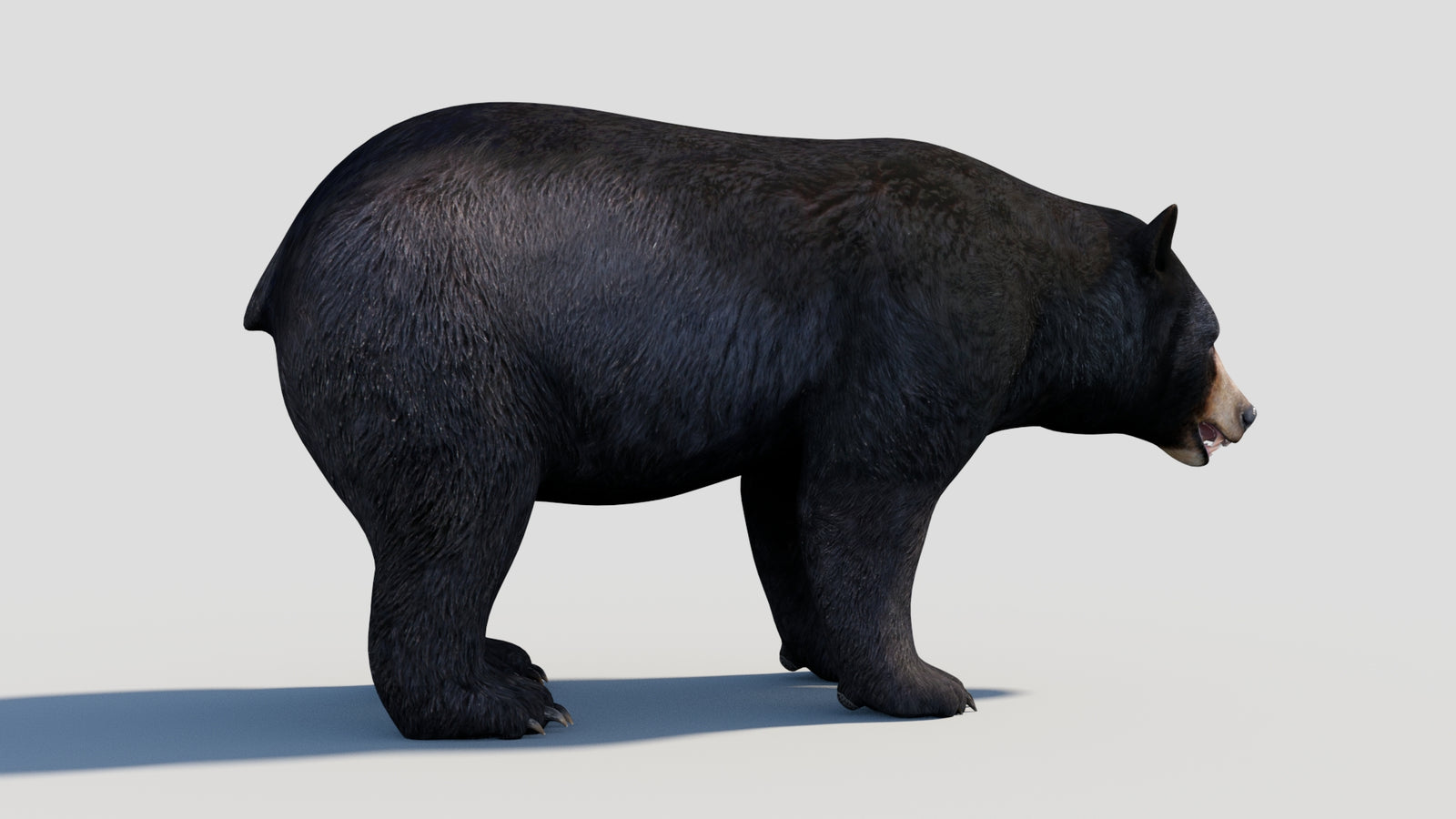 Animated Black Bear 3D Model 360° view 1 frame 19