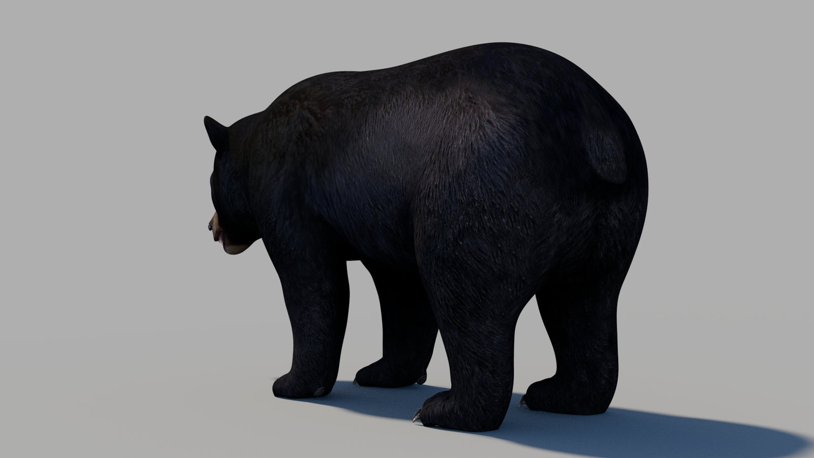 Black Bear 3D Model 360° view 1 frame 19