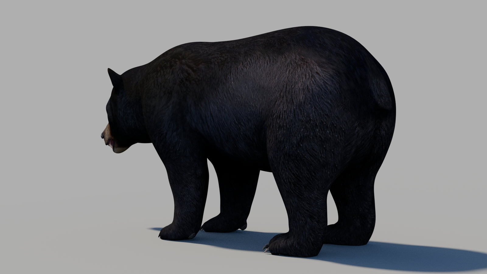 Black Bear 3D Model 360° view 1 frame 20
