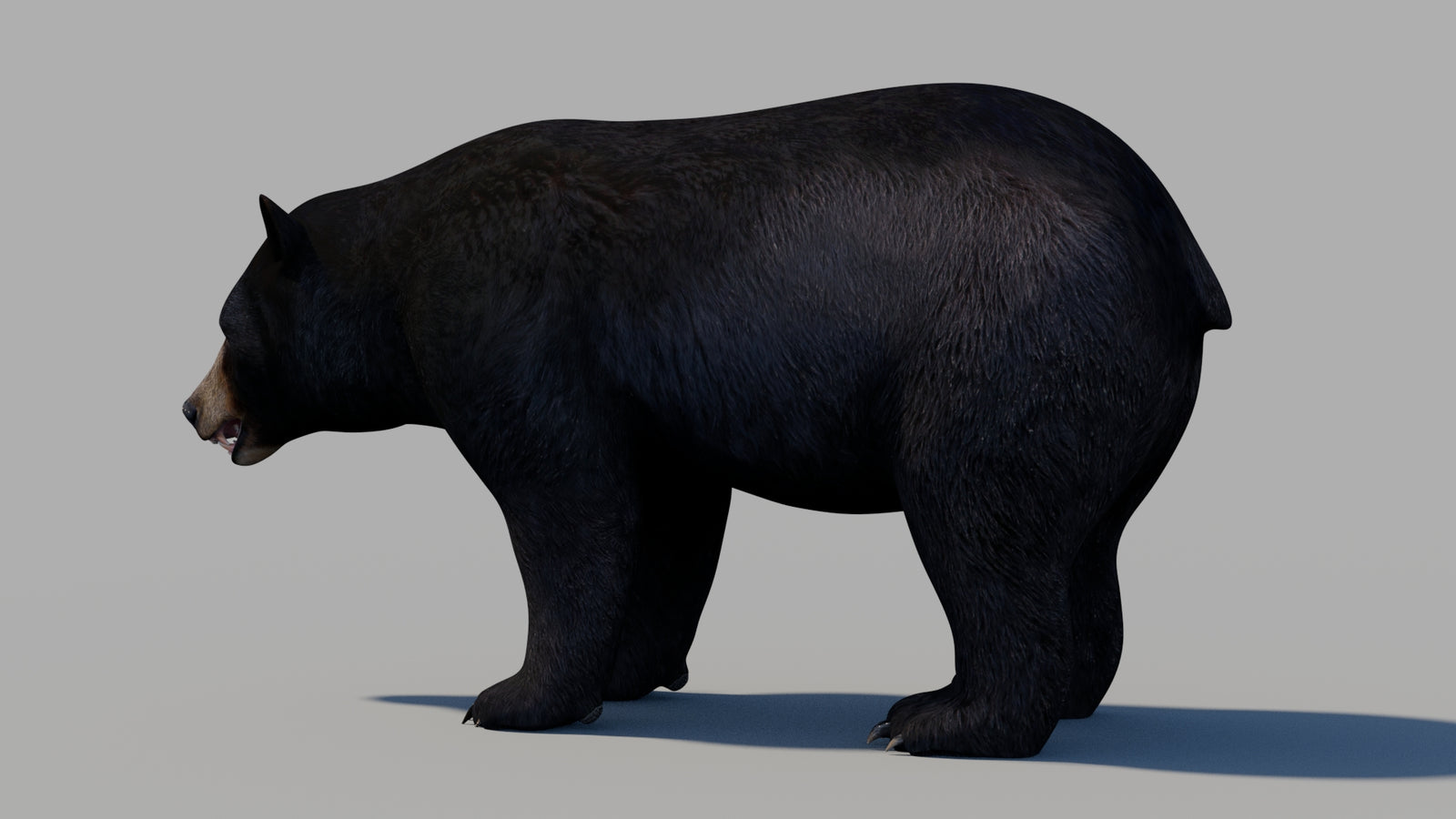 Black Bear 3D Model 360° view 1 frame 22