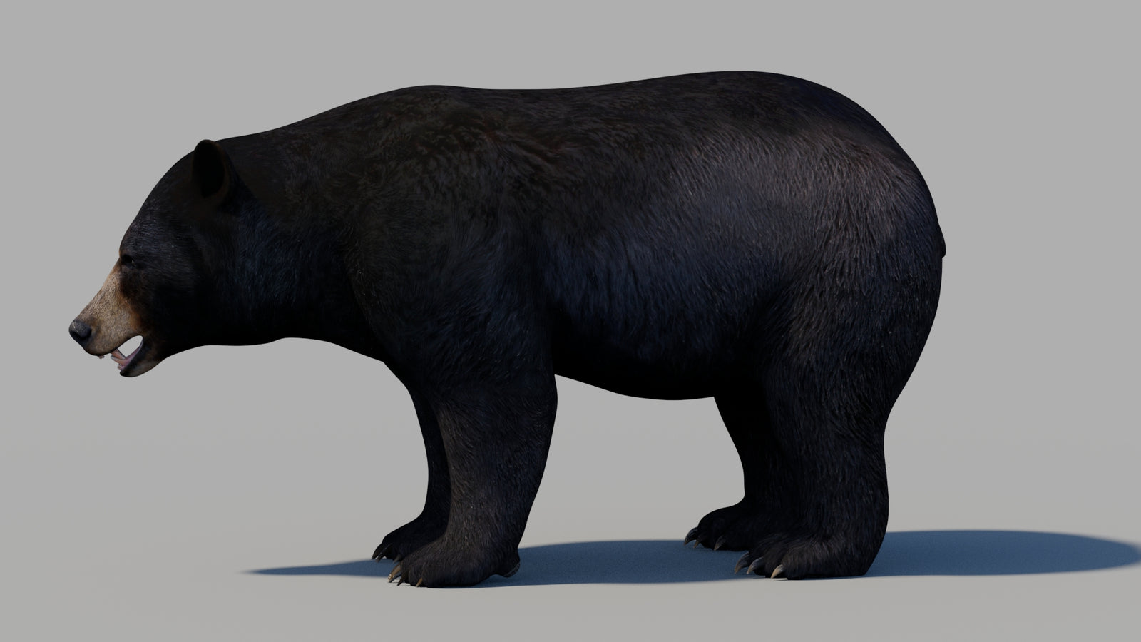 Black Bear 3D Model 360° view 1 frame 25