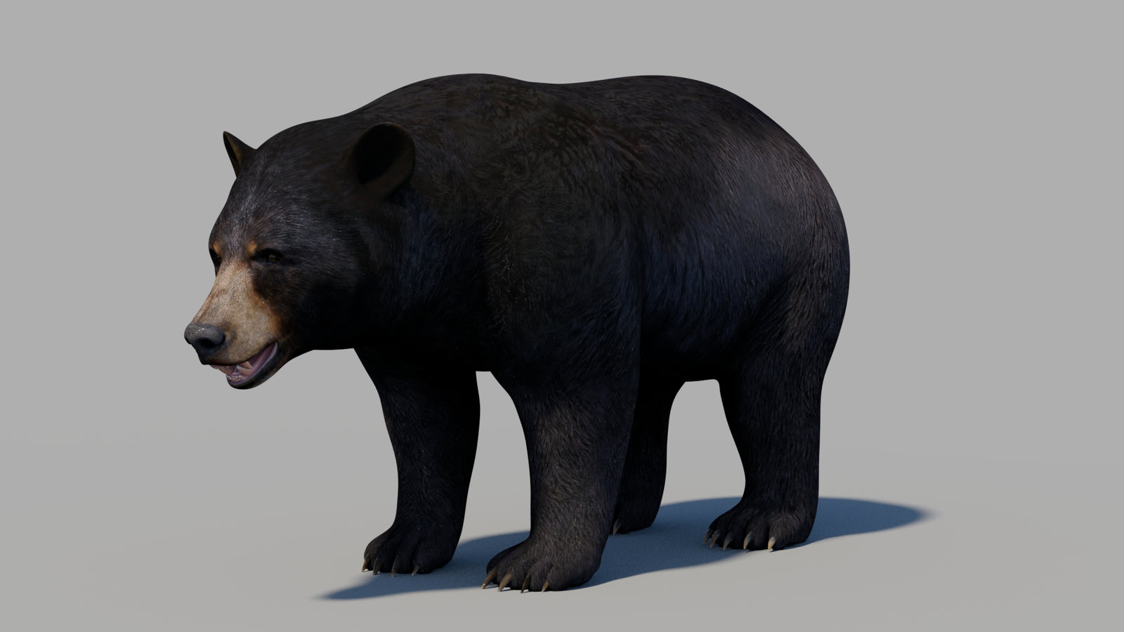 Black Bear 3D Model 360° view 1 frame 29