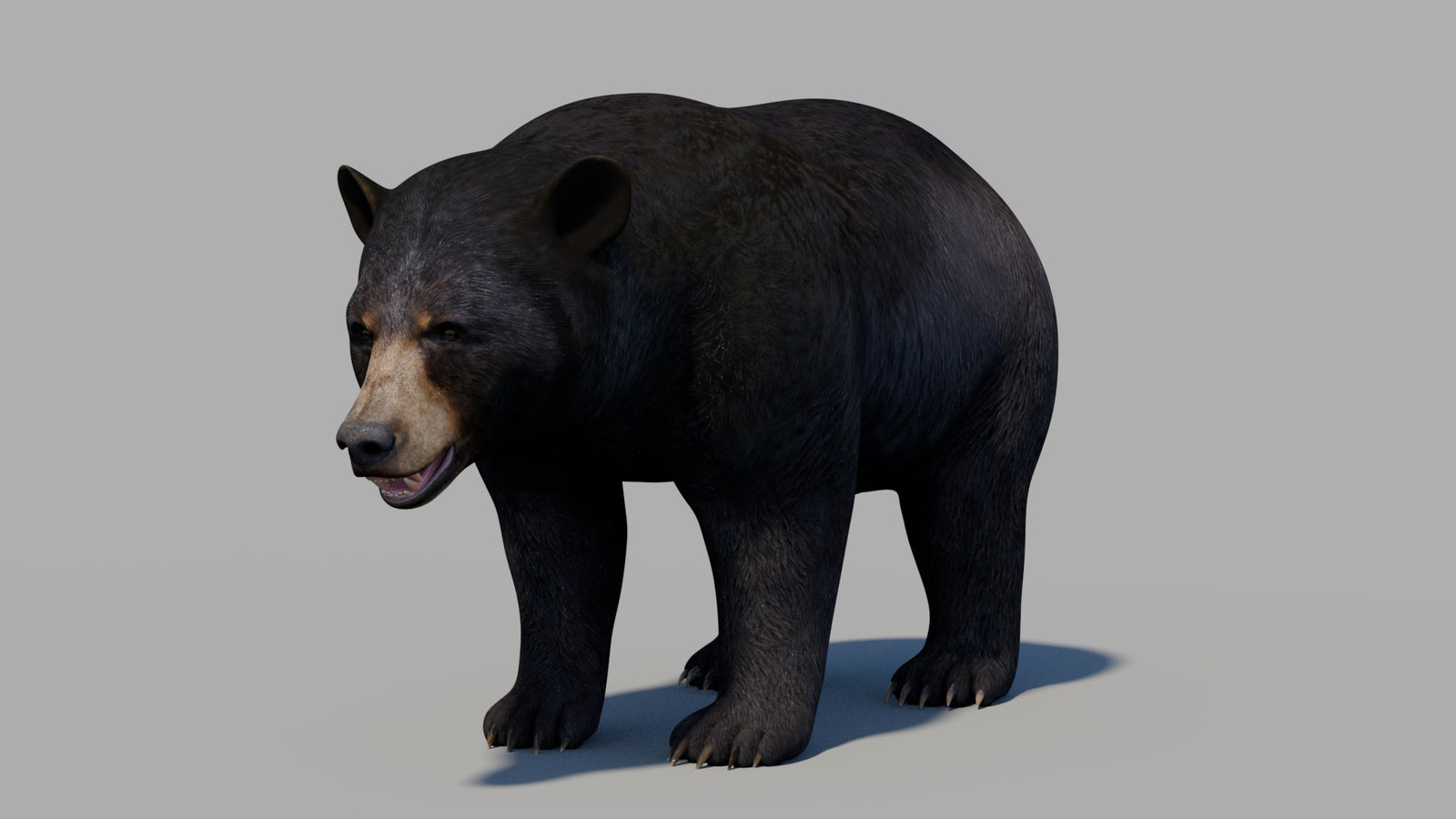 Black Bear 3D Model 360° view 1 frame 30