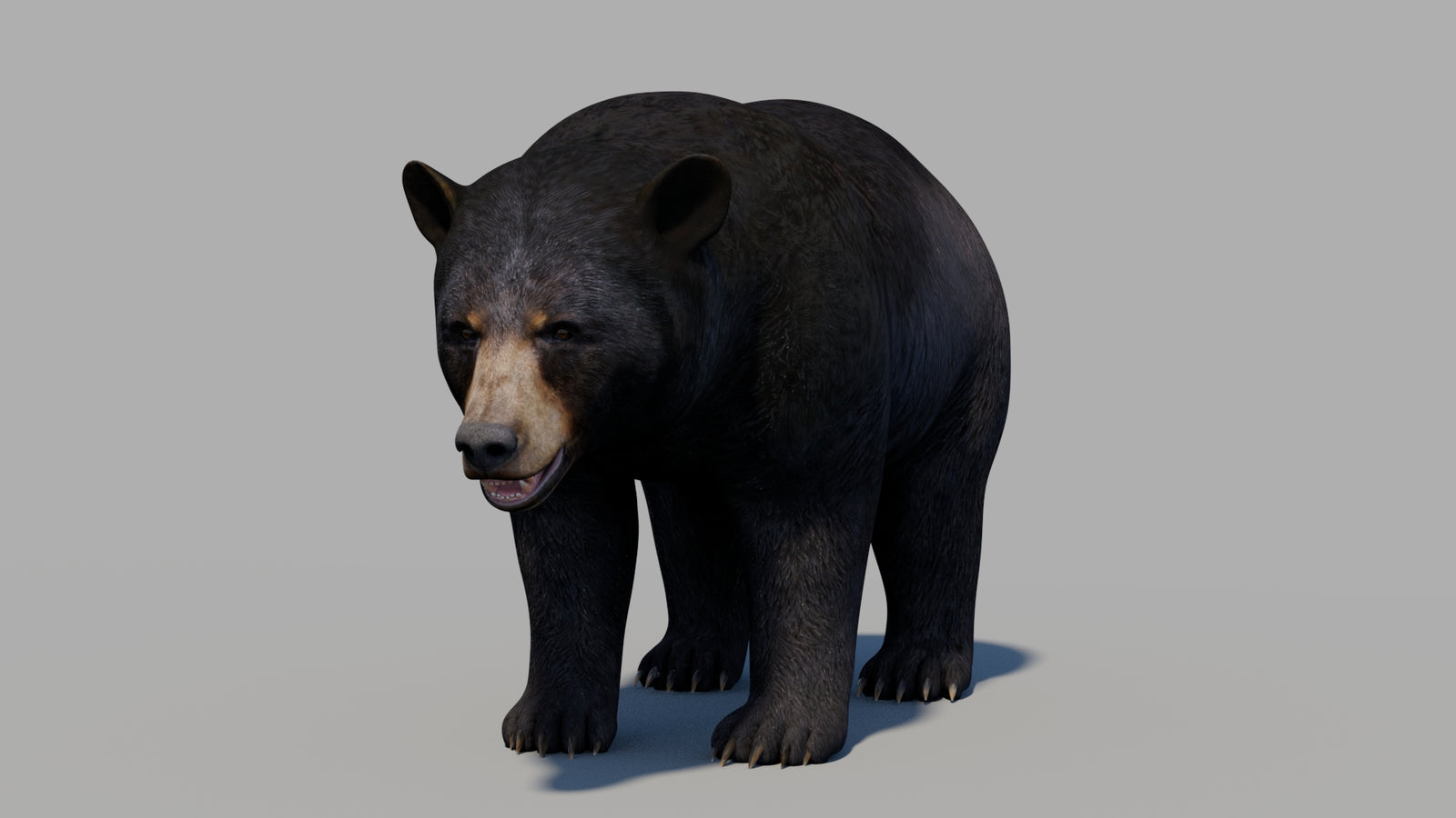Black Bear 3D Model 360° view 1 frame 31