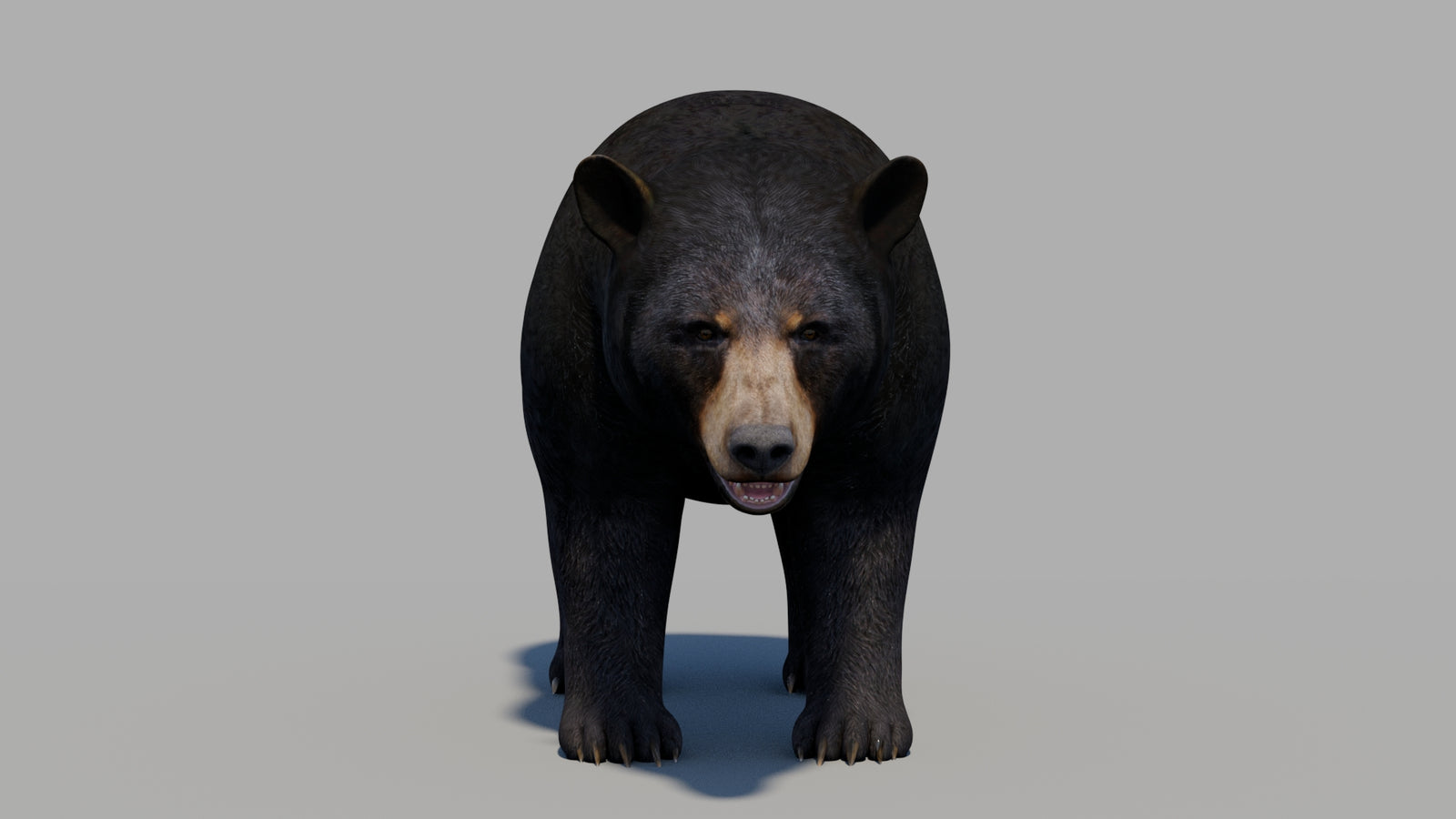 Black Bear 3D Model 360° view 1 frame 33