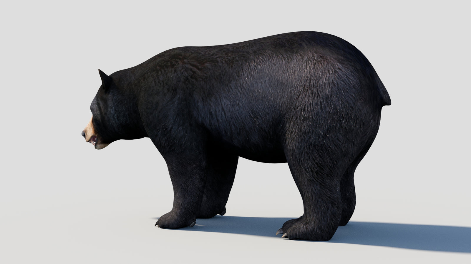 Animated Black Bear 3D Model 360° view 1 frame 34