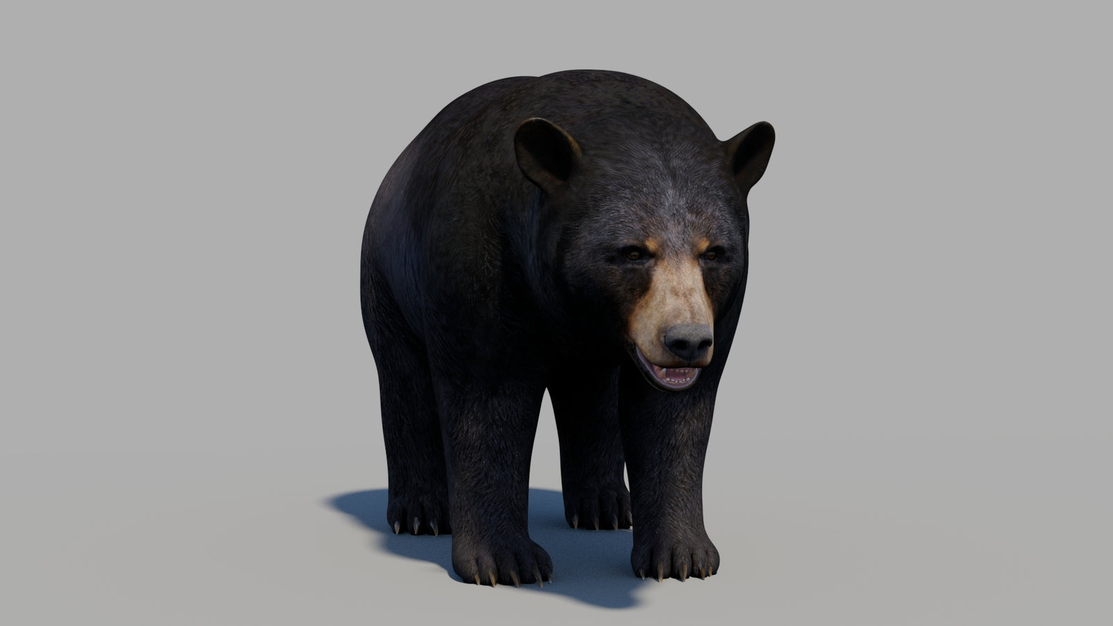 Black Bear 3D Model 360° view 1 frame 34