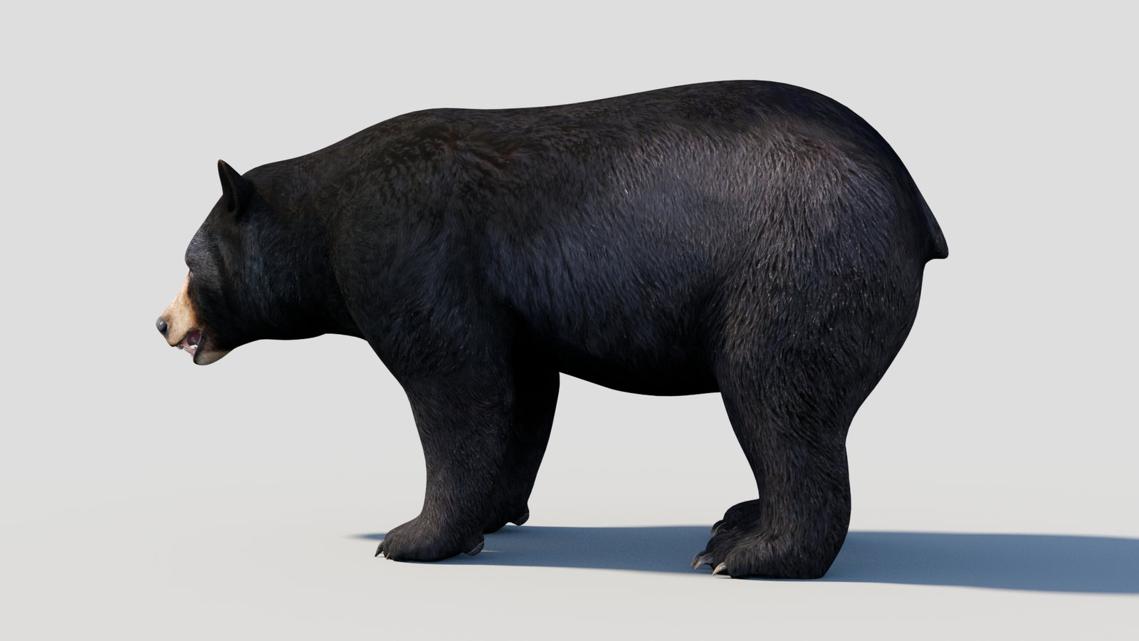 Animated Black Bear 3D Model 360° view 1 frame 35