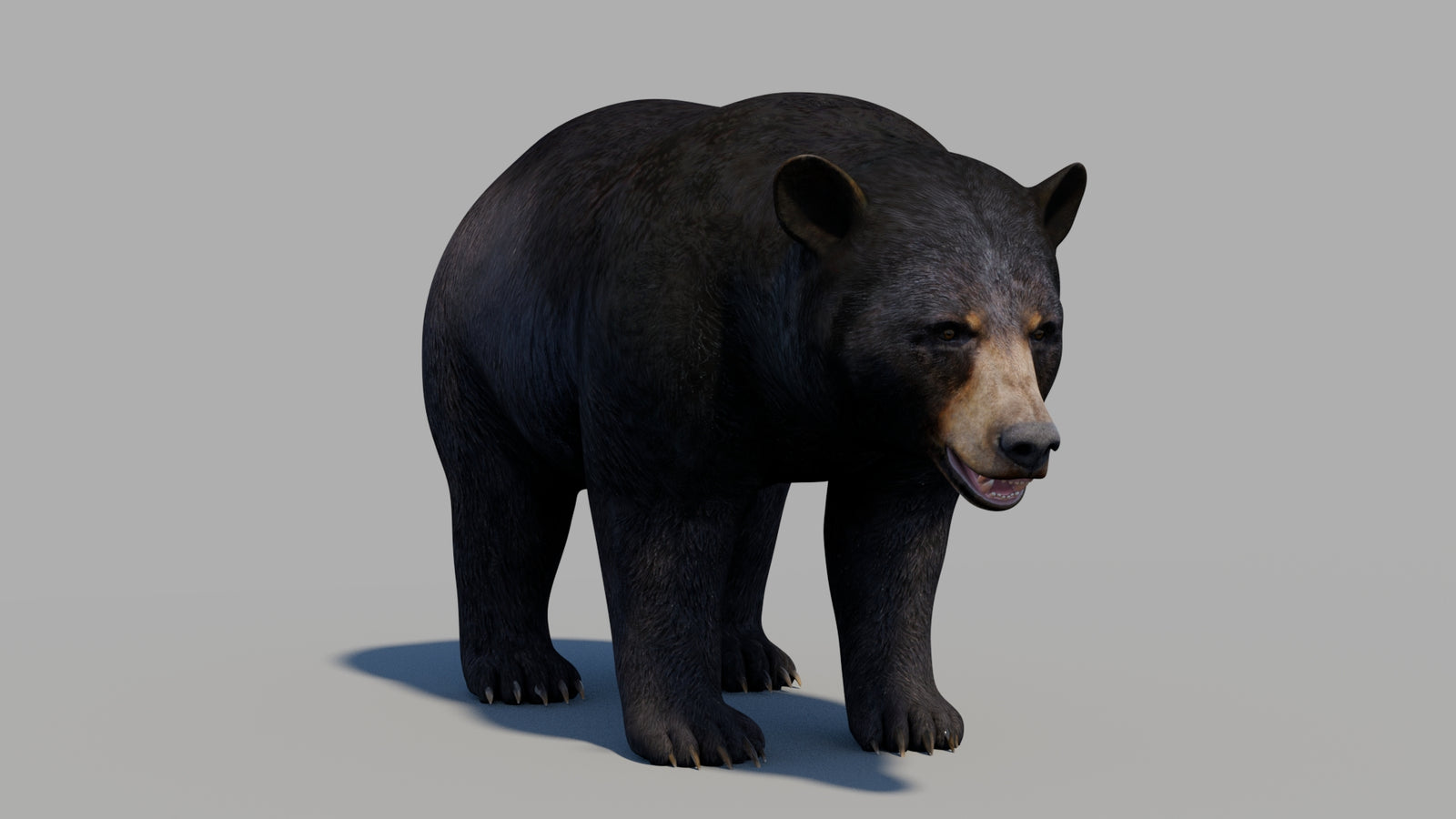 Black Bear 3D Model 360° view 1 frame 35
