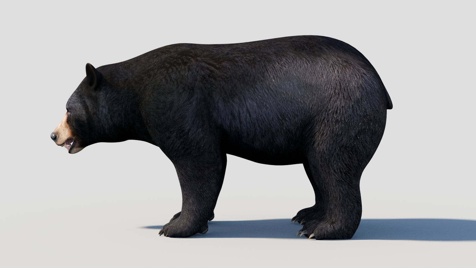 Animated Black Bear 3D Model 360° view 1 frame 36