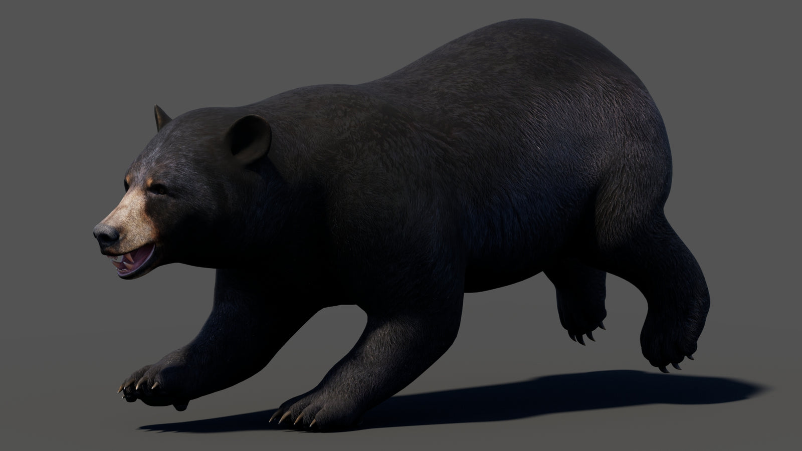 Animated Black Bear 3D Model 360° view 3 frame 3