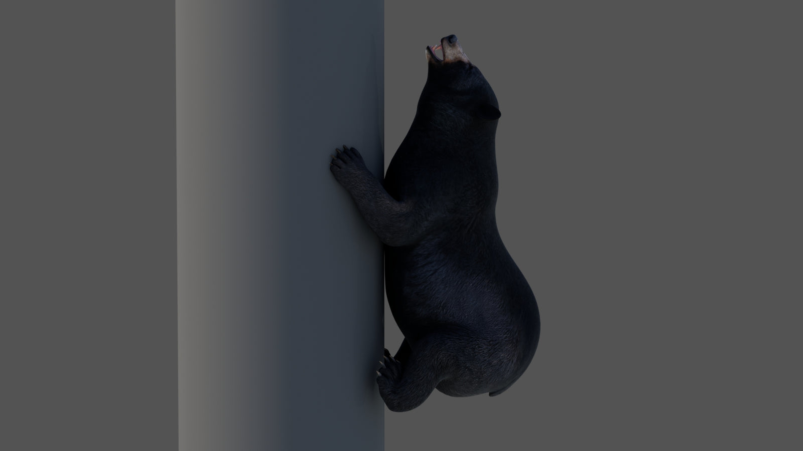 Animated Black Bear 3D Model 360° view 4 frame 3
