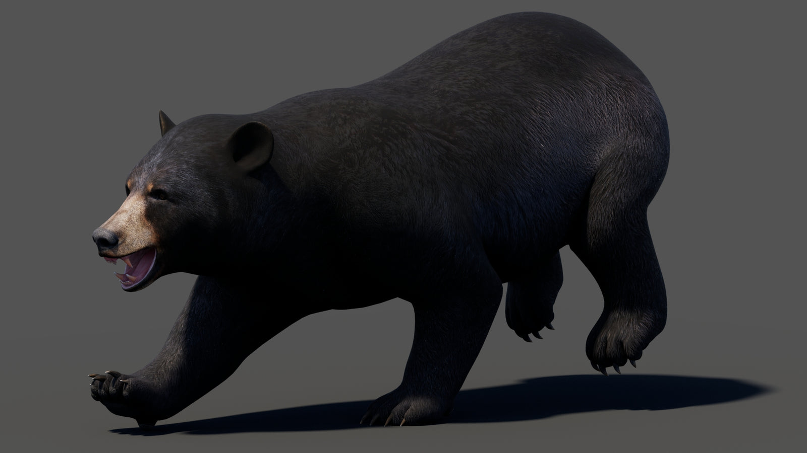 Animated Black Bear 3D Model 360° view 3 frame 5