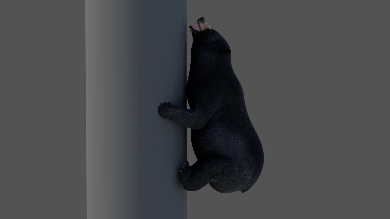 Animated Black Bear 3D Model 360° view 4 frame 6