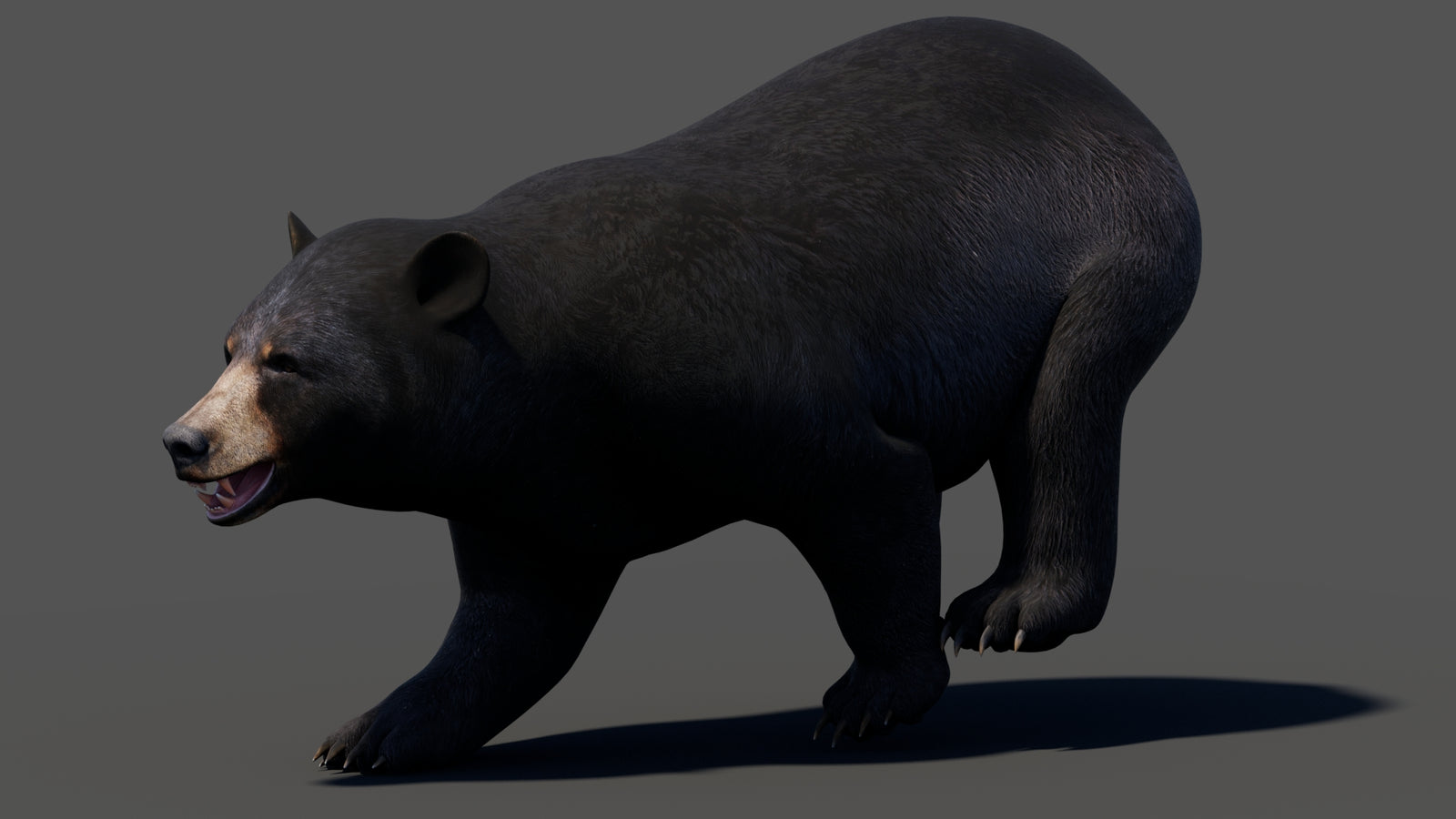 Animated Black Bear 3D Model 360° view 3 frame 7