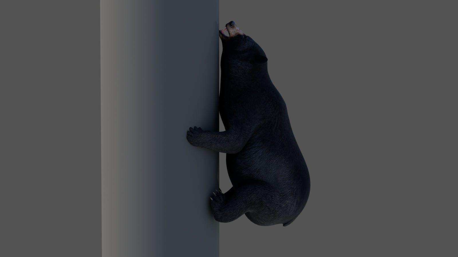 Animated Black Bear 3D Model 360° view 4 frame 7