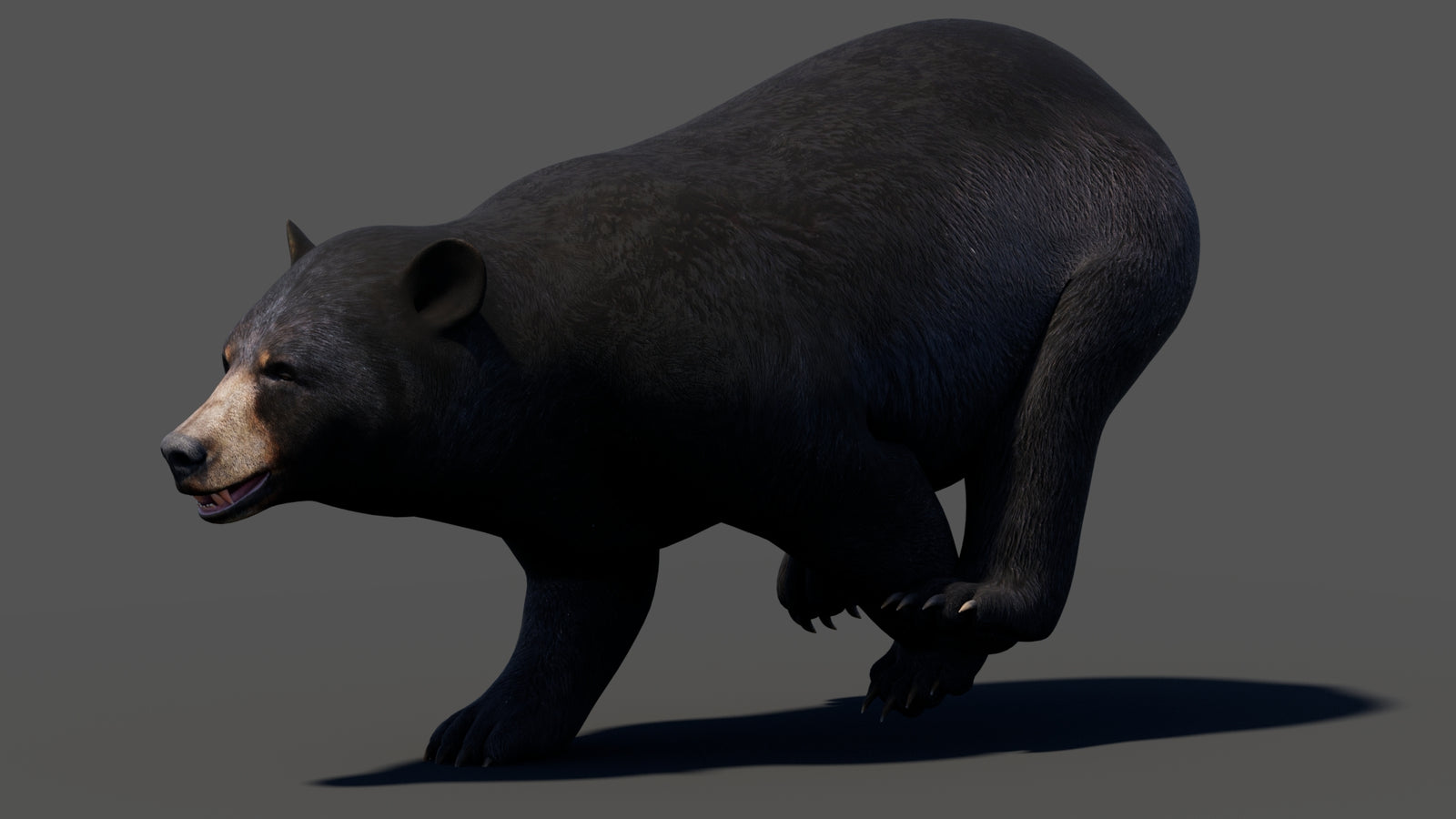 Animated Black Bear 3D Model 360° view 3 frame 8