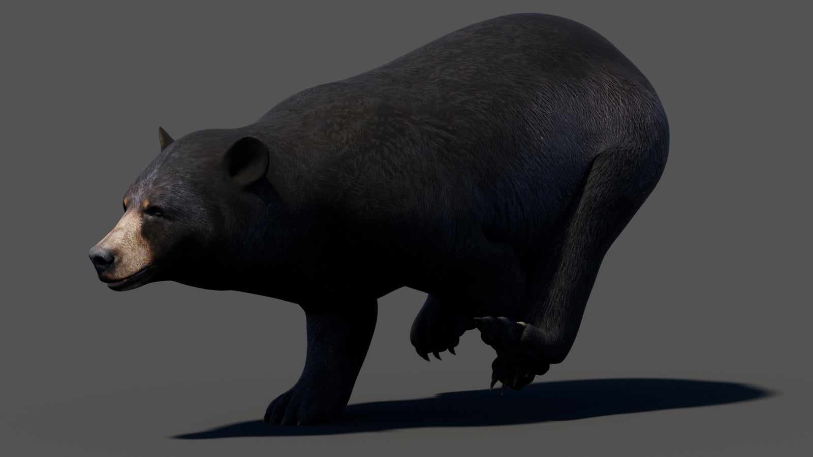 Animated Black Bear 3D Model 360° view 3 frame 9