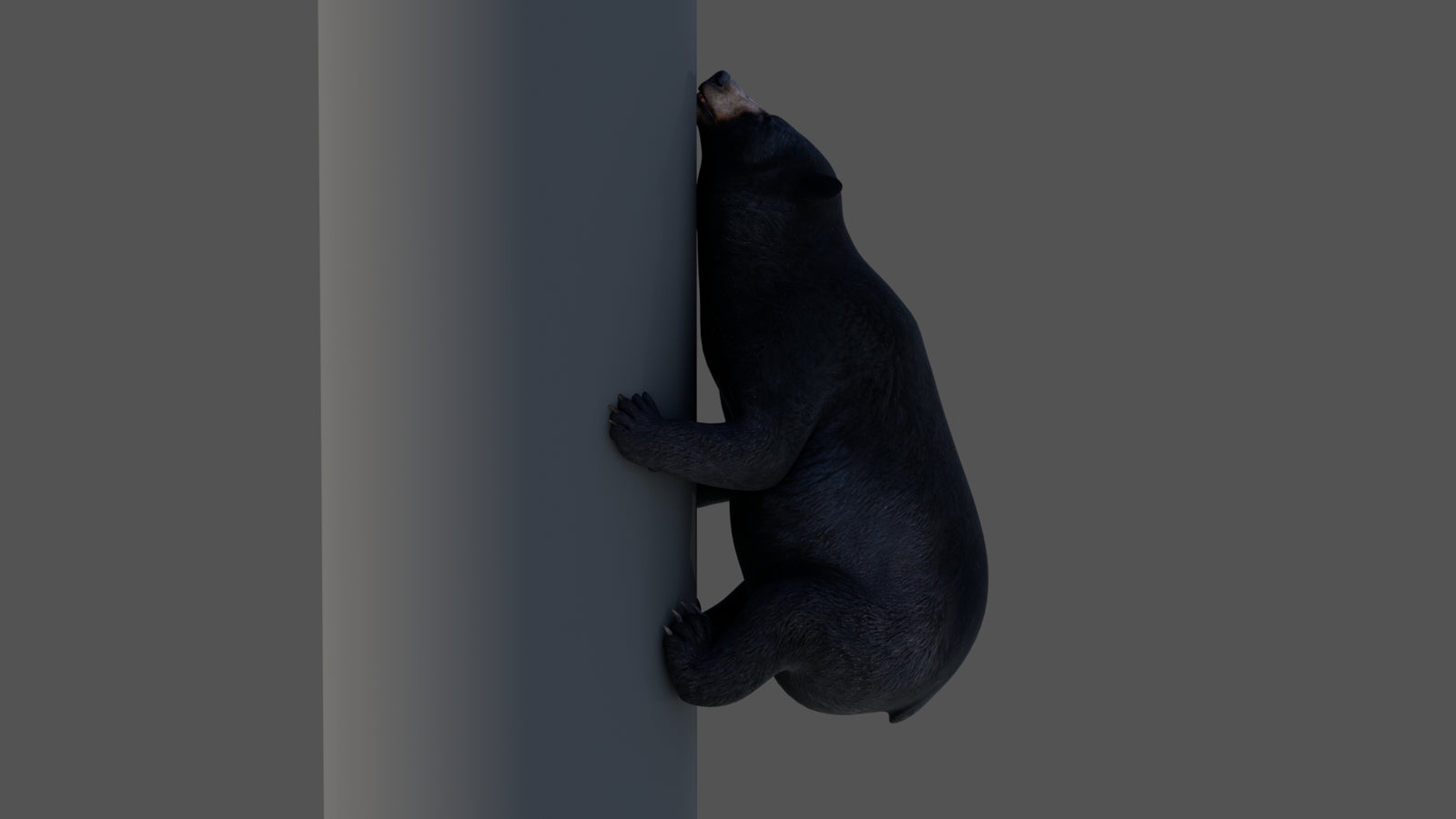 Animated Black Bear 3D Model 360° view 4 frame 9