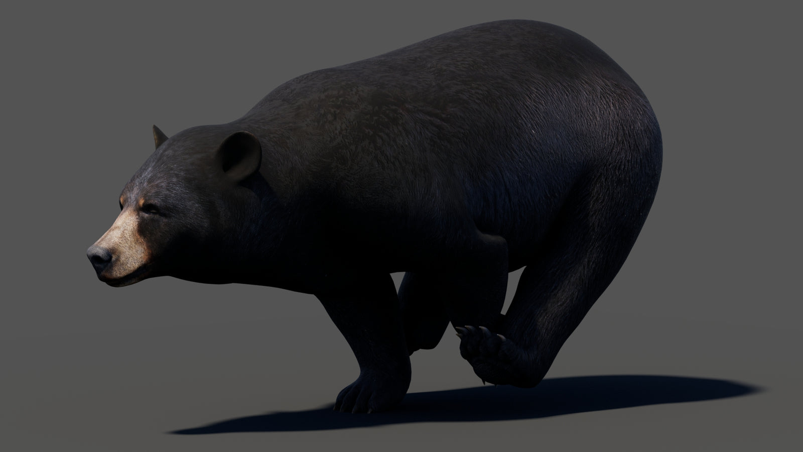 Animated Black Bear 3D Model 360° view 3 frame 11