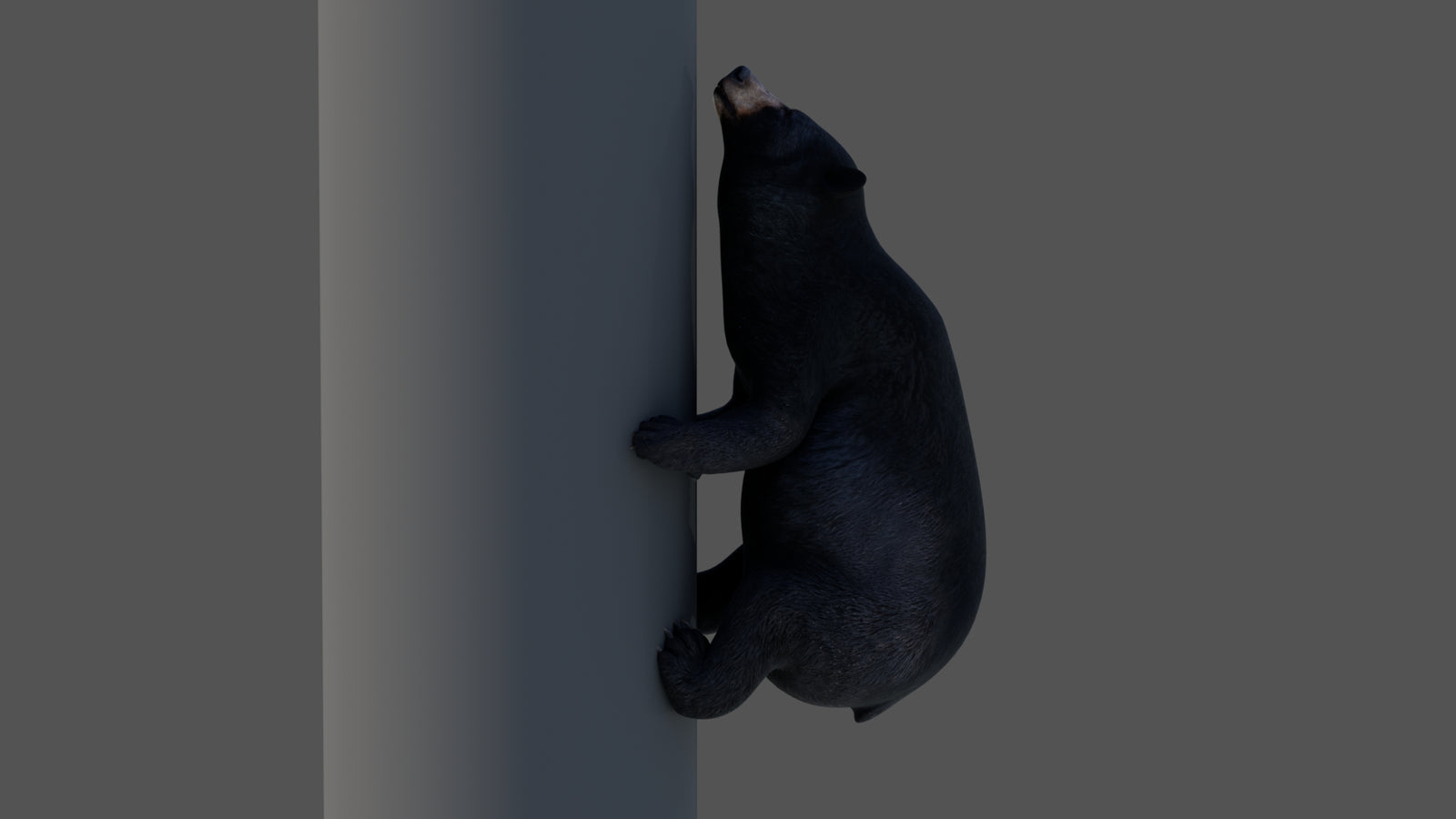 Animated Black Bear 3D Model 360° view 4 frame 12