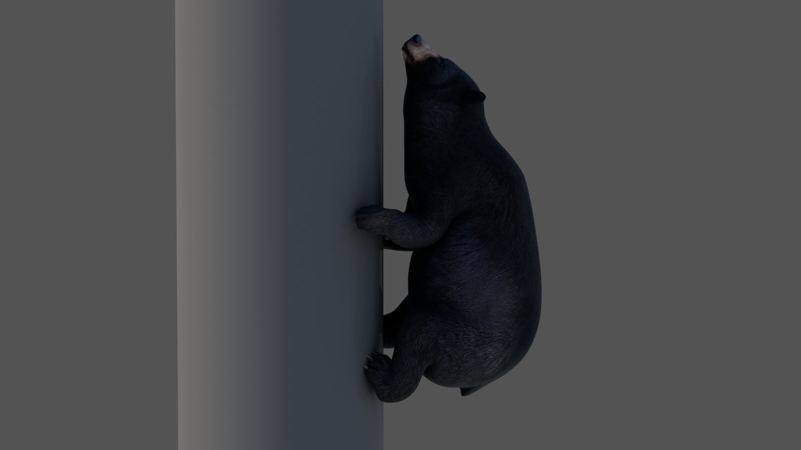 Animated Black Bear 3D Model 360° view 4 frame 13