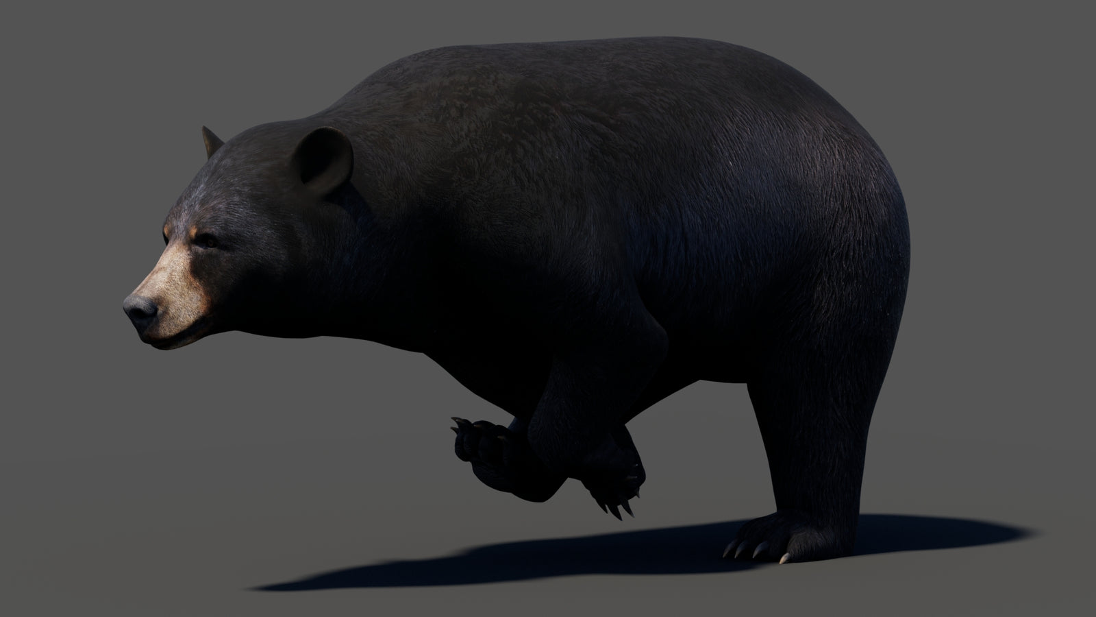 Animated Black Bear 3D Model 360° view 3 frame 14