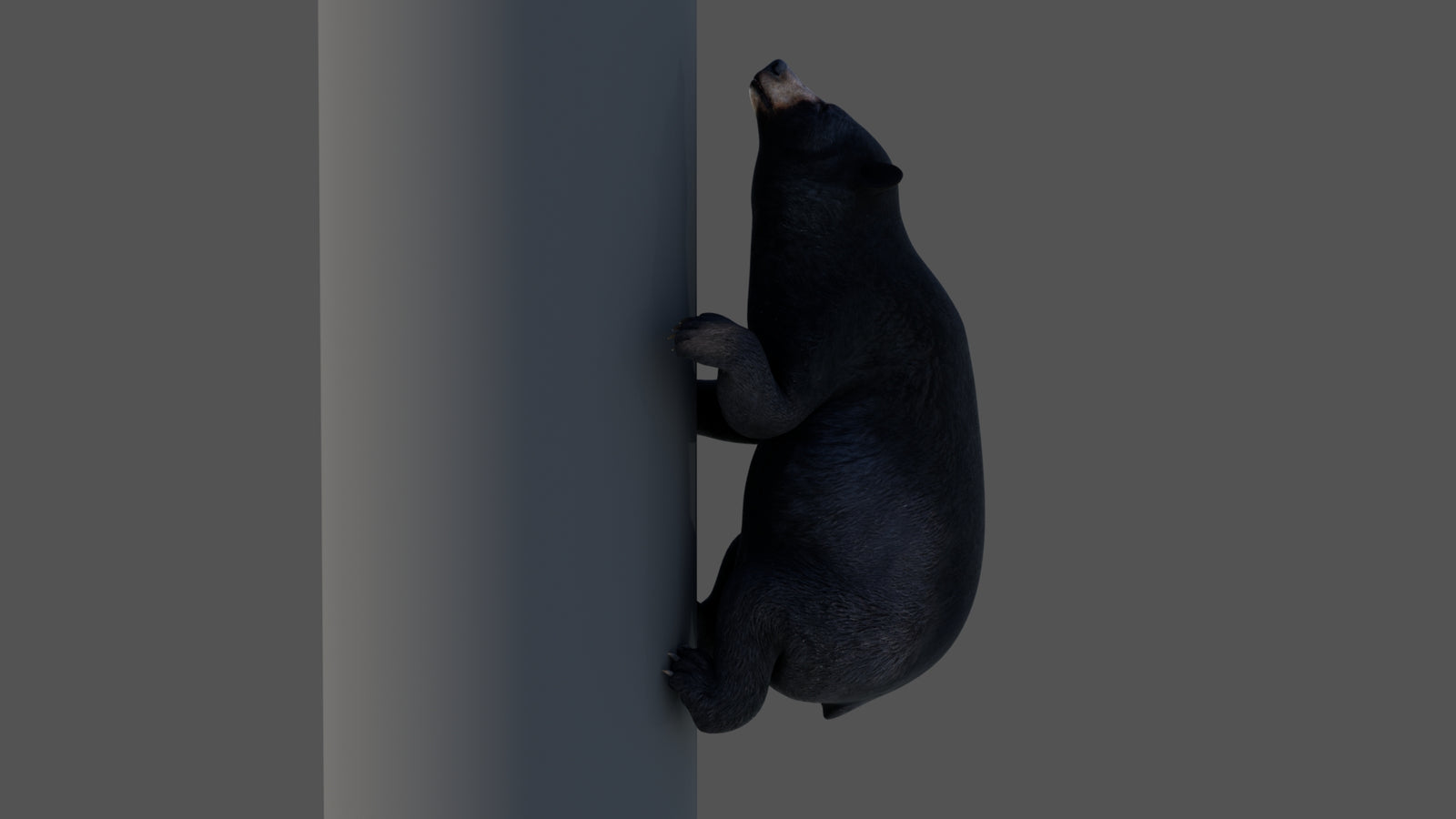 Animated Black Bear 3D Model 360° view 4 frame 14