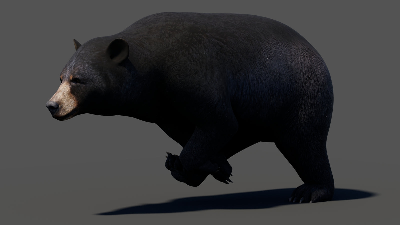 Animated Black Bear 3D Model 360° view 3 frame 15