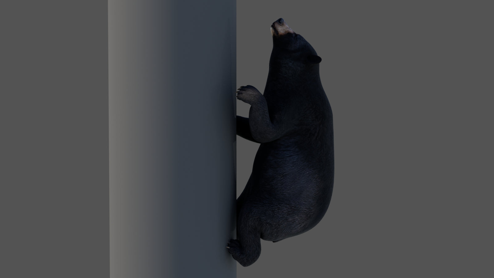 Animated Black Bear 3D Model 360° view 4 frame 16