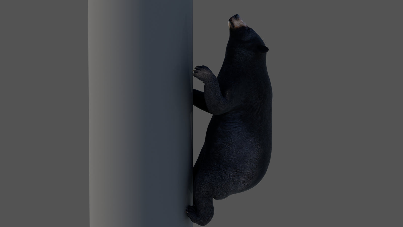 Animated Black Bear 3D Model 360° view 4 frame 17