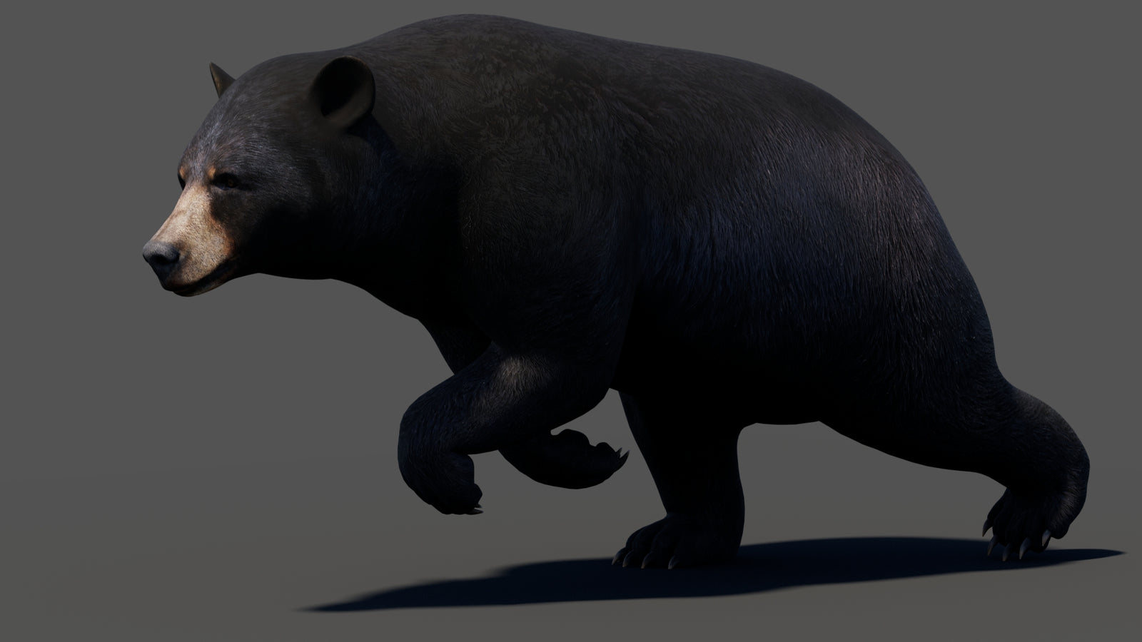 Animated Black Bear 3D Model 360° view 3 frame 18