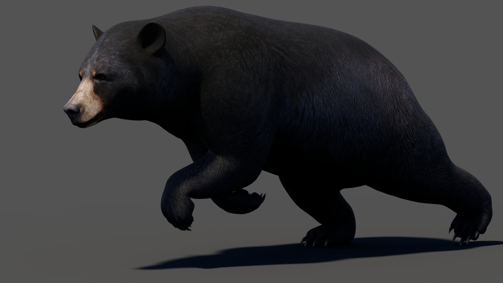 Animated Black Bear 3D Model 360° view 3 frame 19