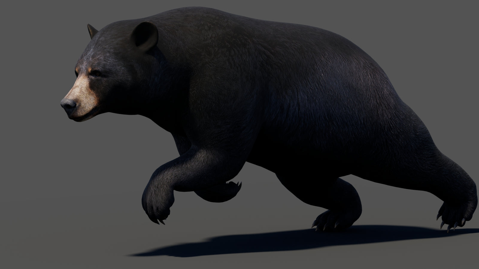 Animated Black Bear 3D Model 360° view 3 frame 20