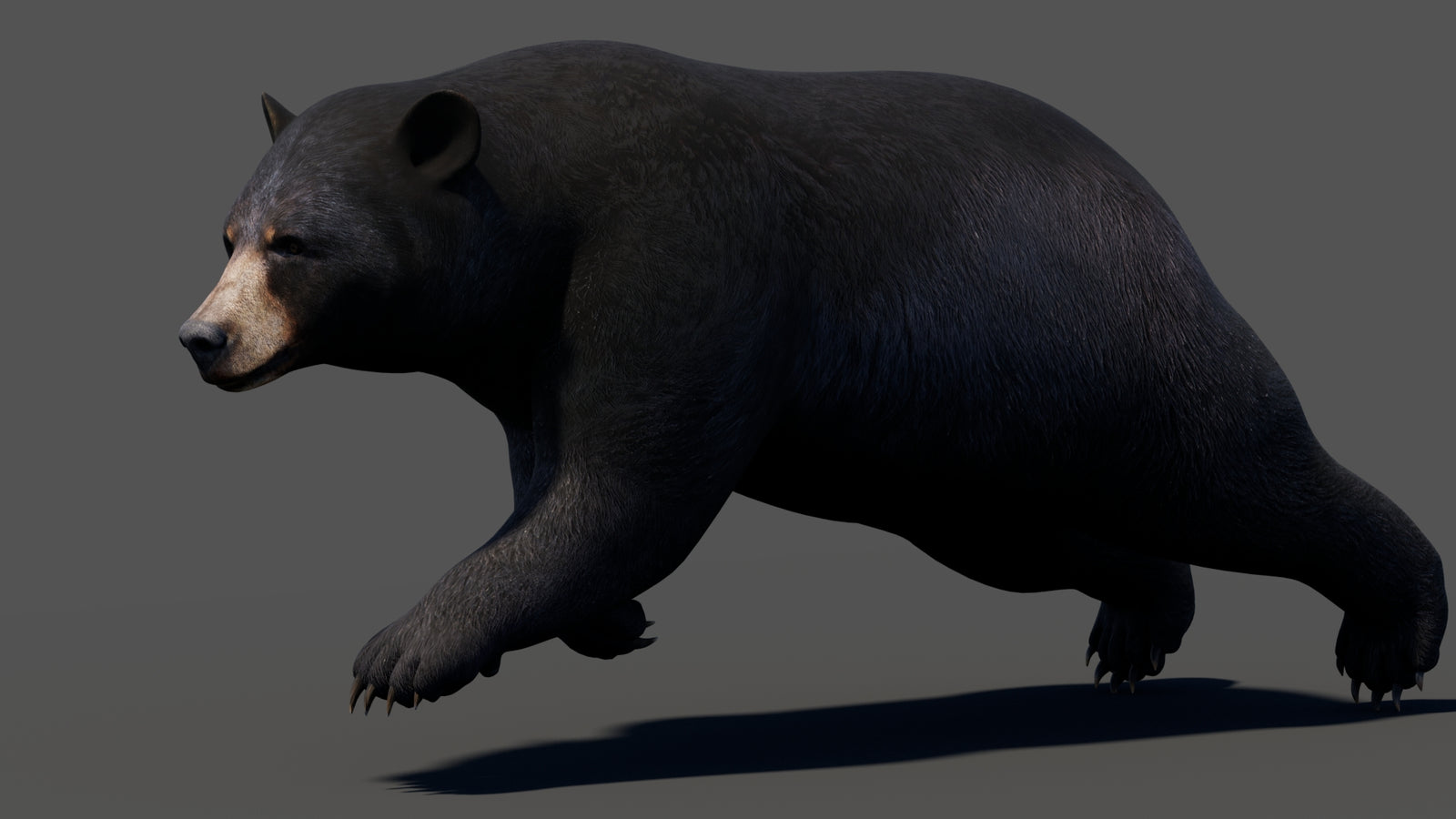Animated Black Bear 3D Model 360° view 3 frame 22