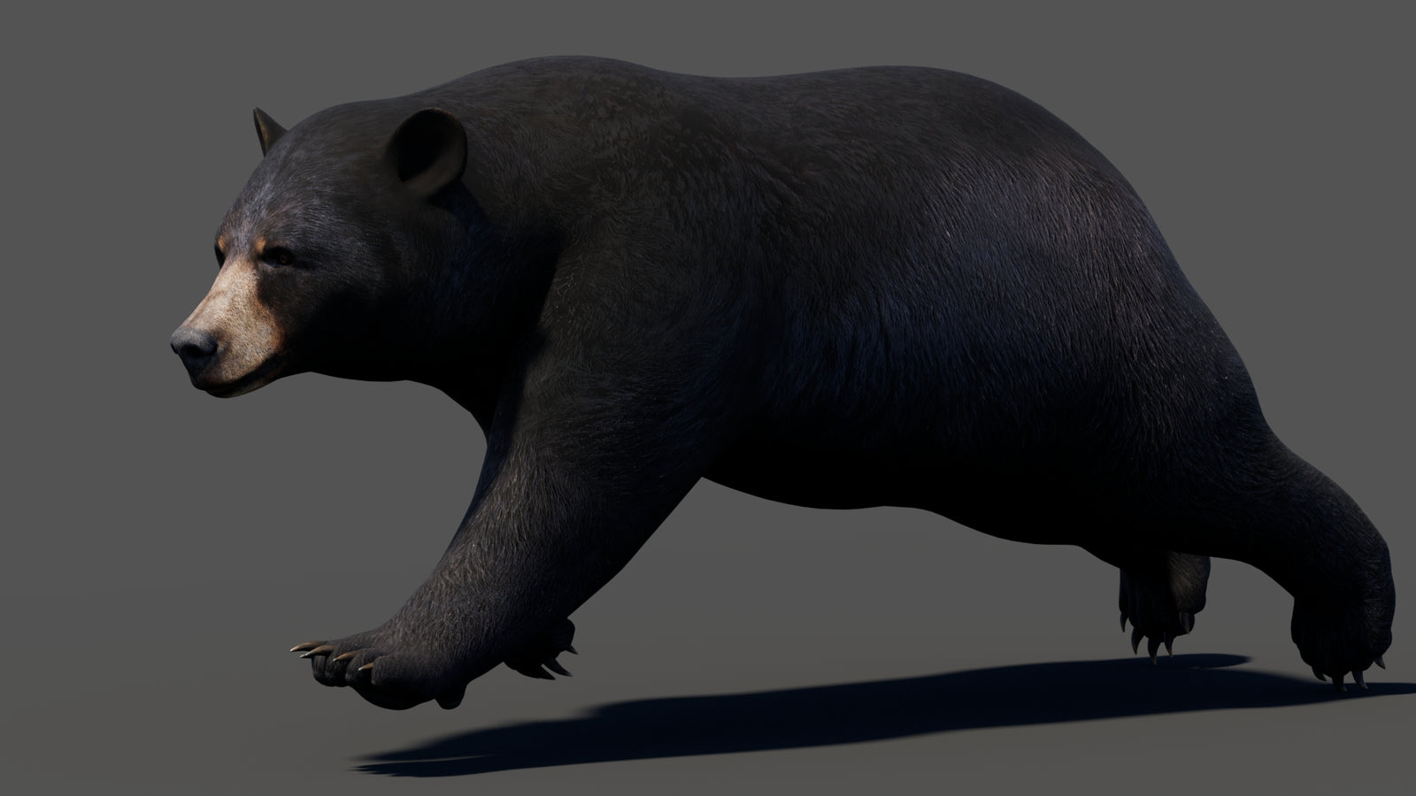 Animated Black Bear 3D Model 360° view 3 frame 23