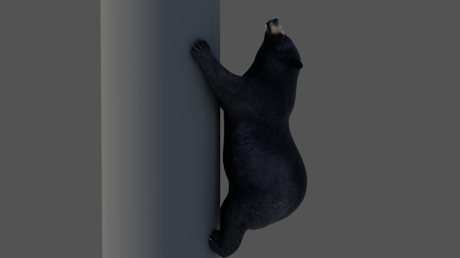 Animated Black Bear 3D Model 360° view 4 frame 24