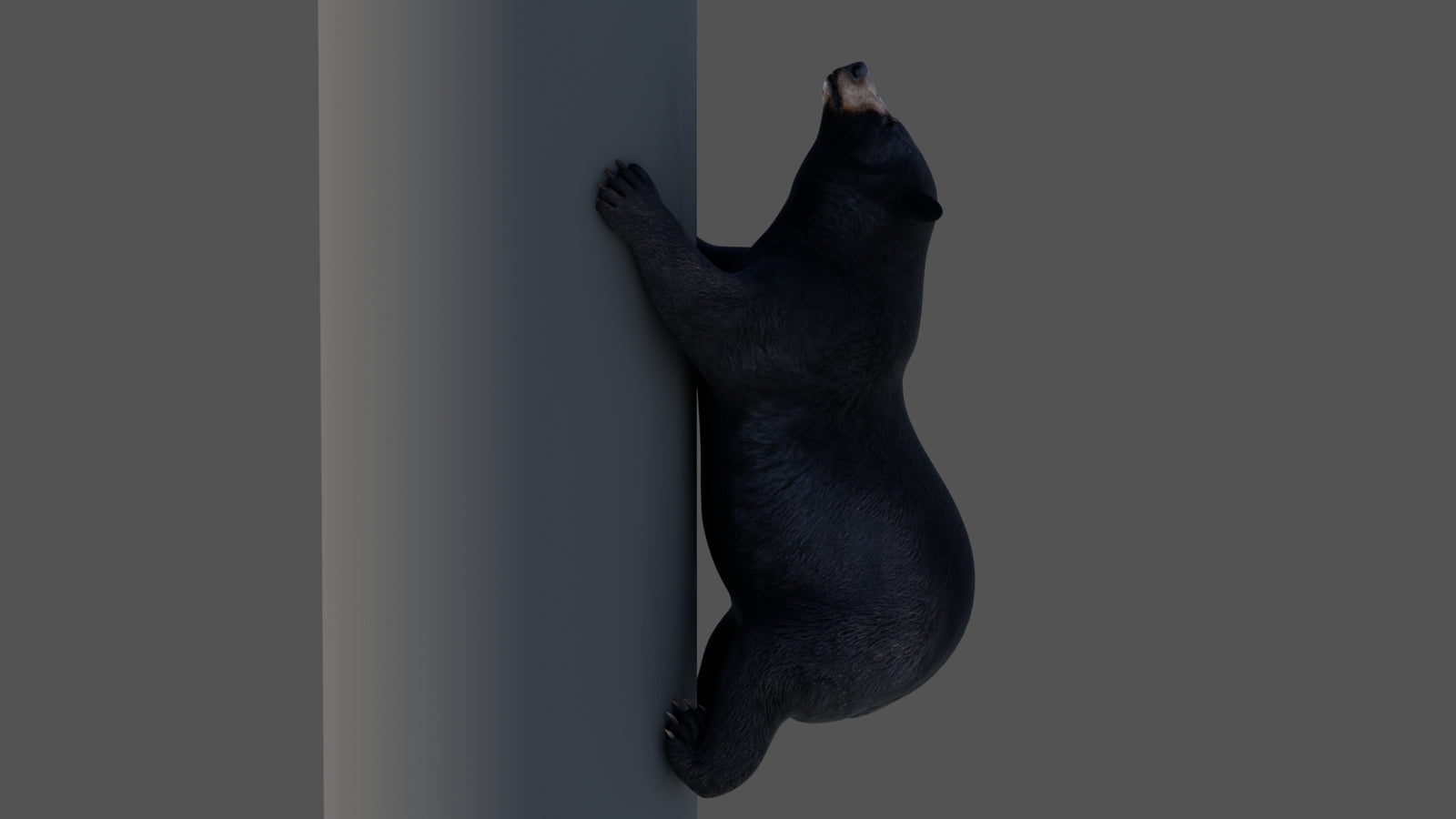 Animated Black Bear 3D Model 360° view 4 frame 25