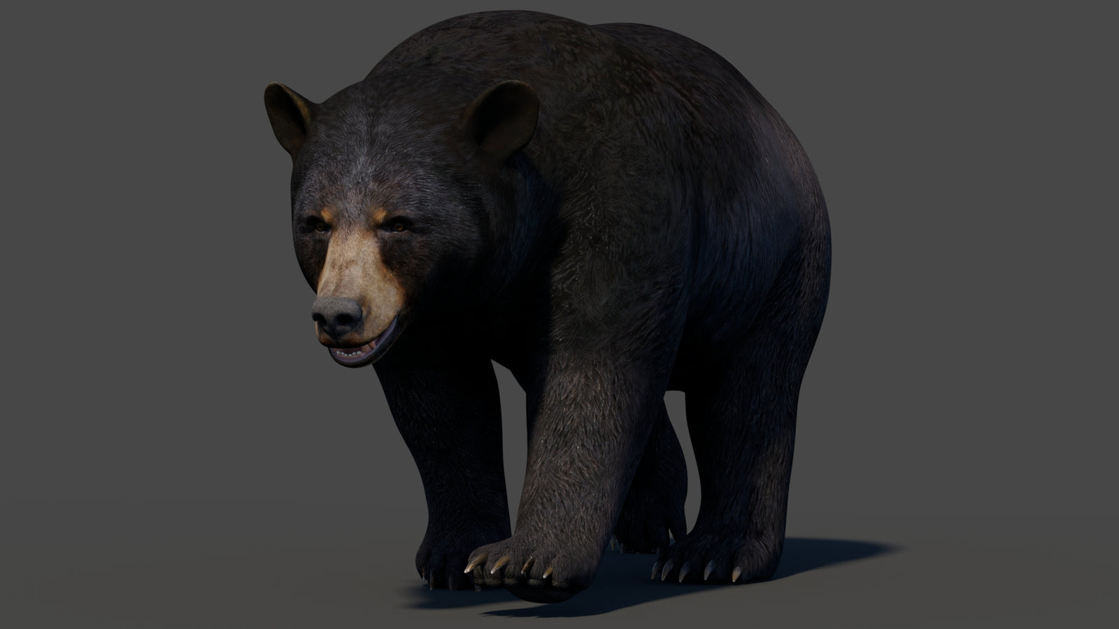 Animated Black Bear 3D Model 360° view 2 frame 2