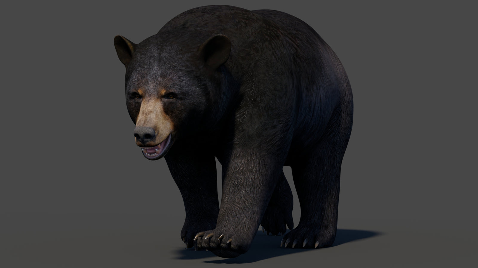 Animated Black Bear 3D Model 360° view 2 frame 3