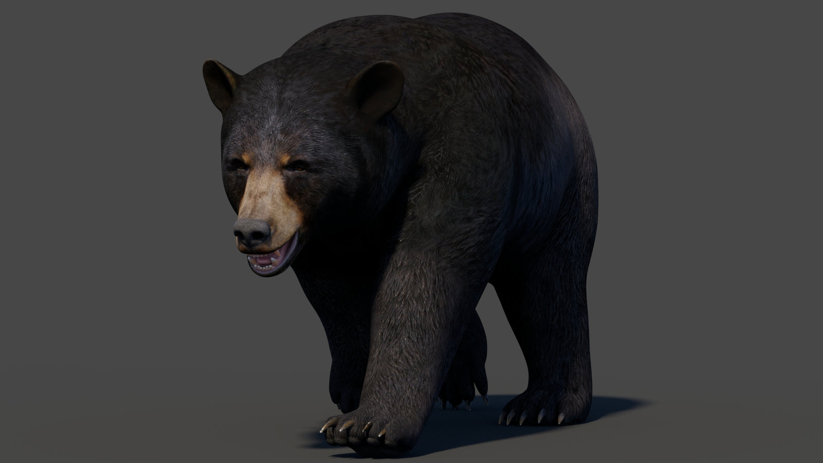 Animated Black Bear 3D Model 360° view 2 frame 7