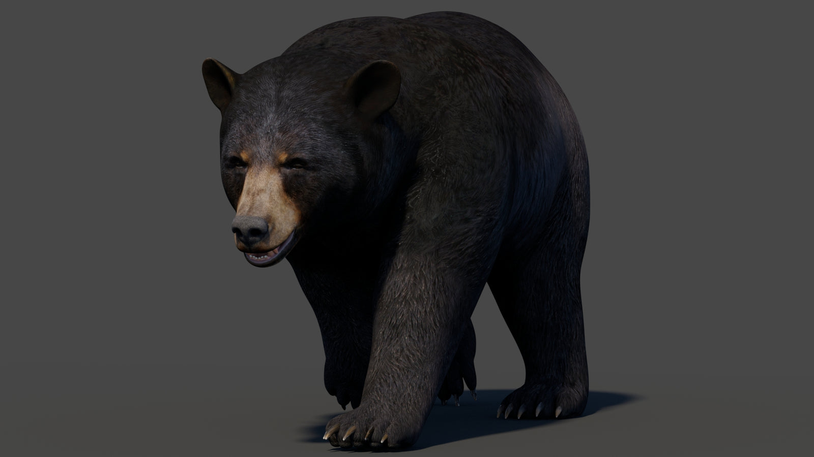 Animated Black Bear 3D Model 360° view 2 frame 8