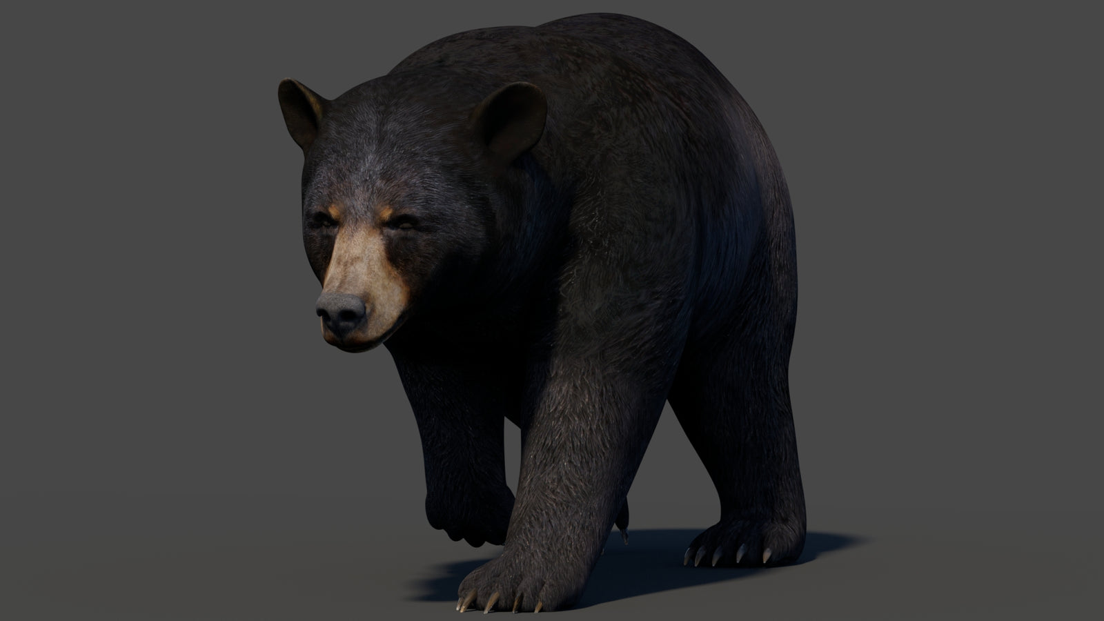 Animated Black Bear 3D Model 360° view 2 frame 10
