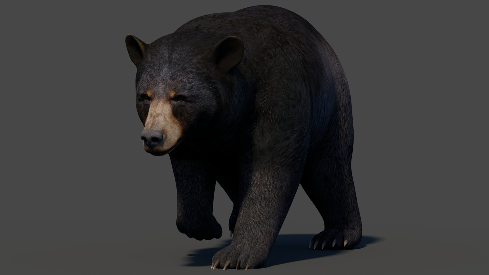 Animated Black Bear 3D Model 360° view 2 frame 13