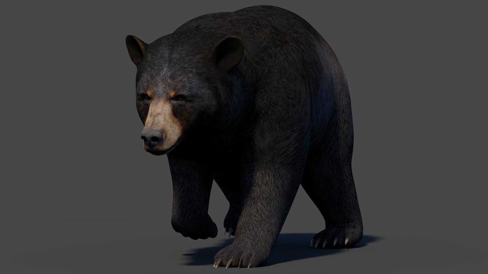Animated Black Bear 3D Model 360° view 2 frame 14