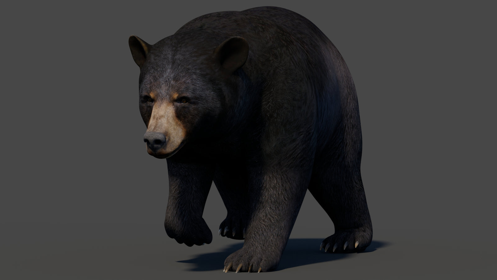 Animated Black Bear 3D Model 360° view 2 frame 16
