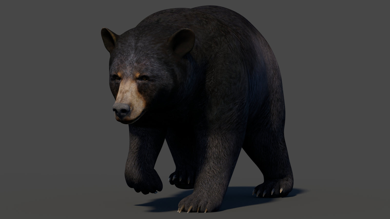 Animated Black Bear 3D Model 360° view 2 frame 17